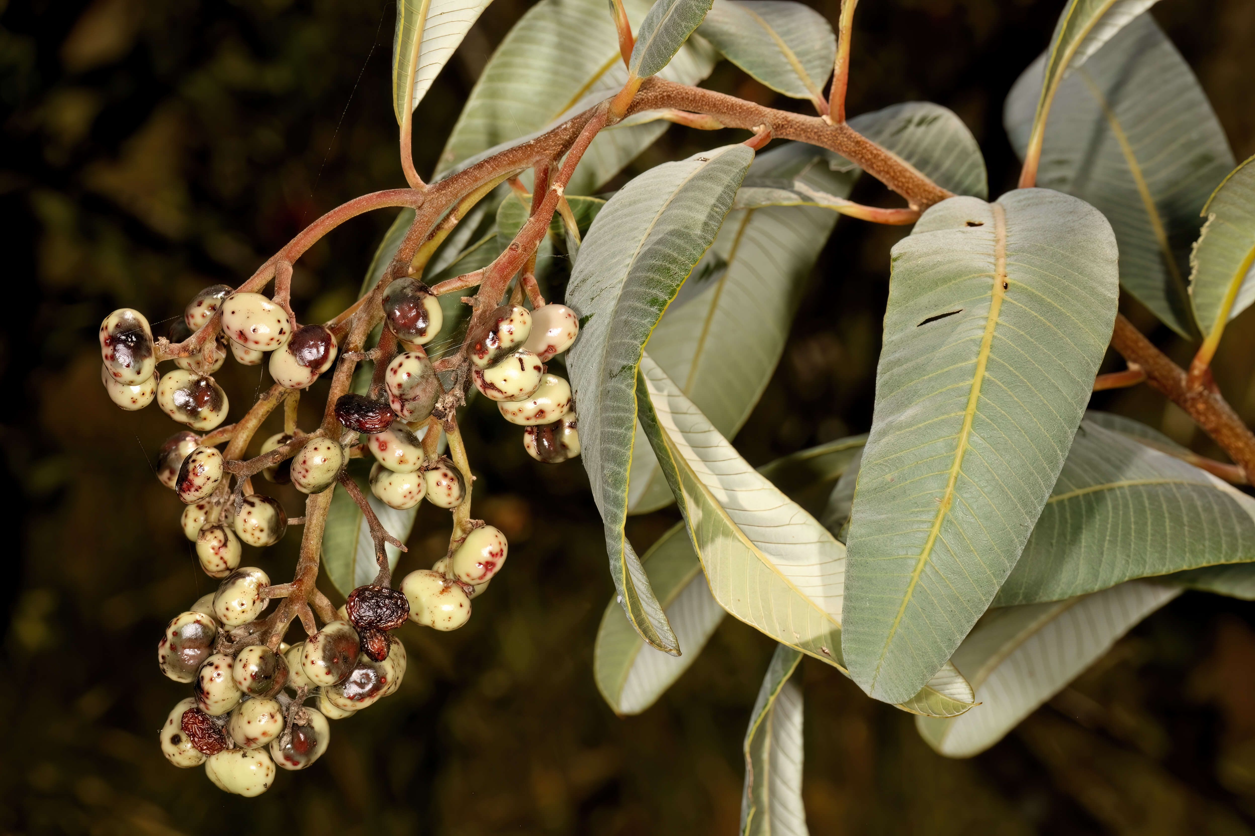 Image de Ozoroa paniculosa (Sond.) R. & A. Fernandes