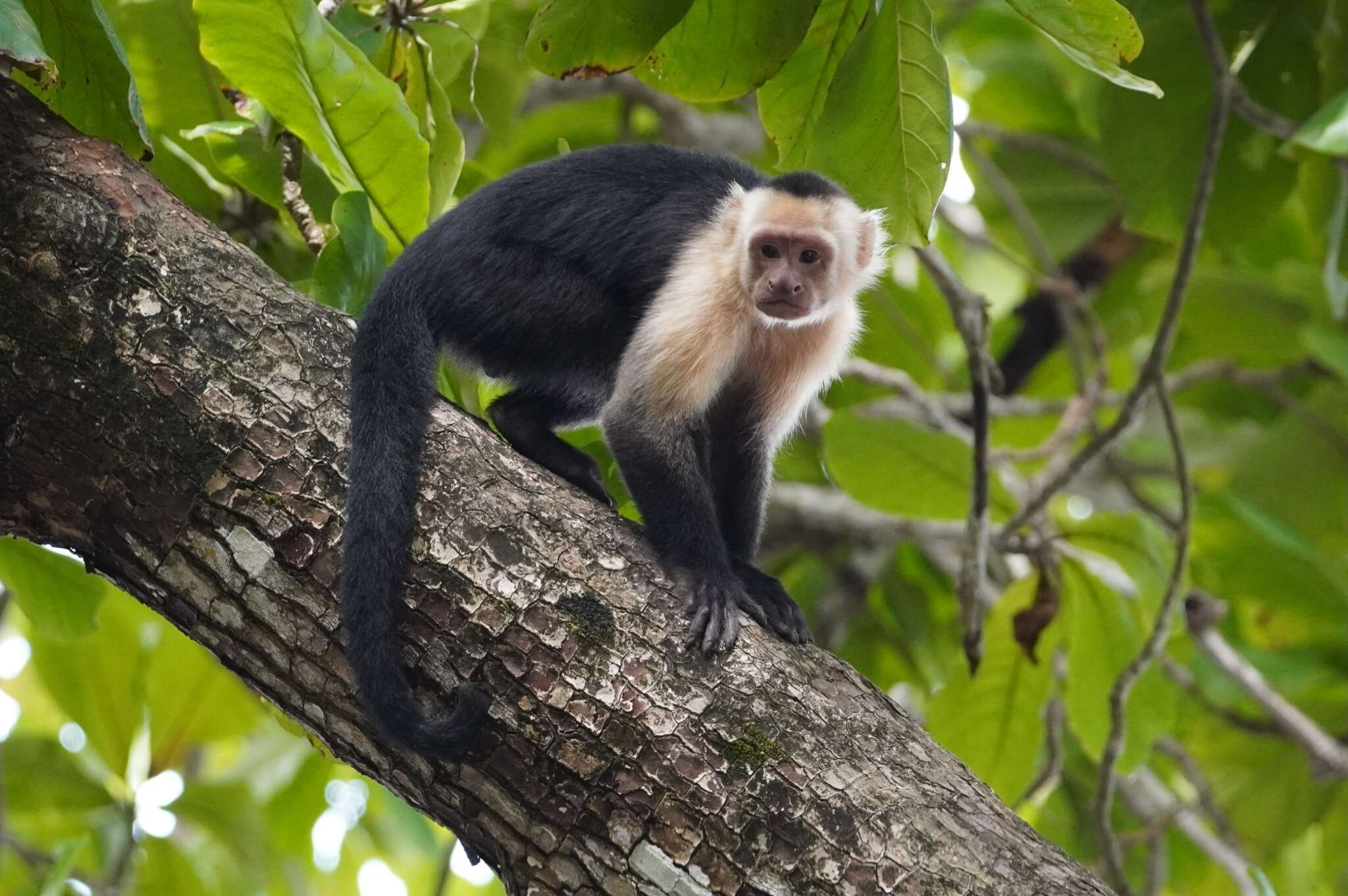 Image of Panama capuchin monkey