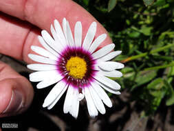 Image de Felicia elongata (Thunb.) O. Hoffm. ex A. Zahlbr.