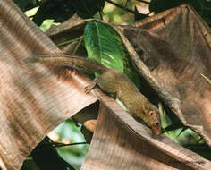 Image of Northern Tree Shrew