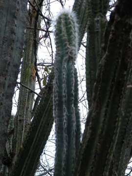 Pilosocereus quadricentralis (E. Y. Dawson) Backeb. resmi