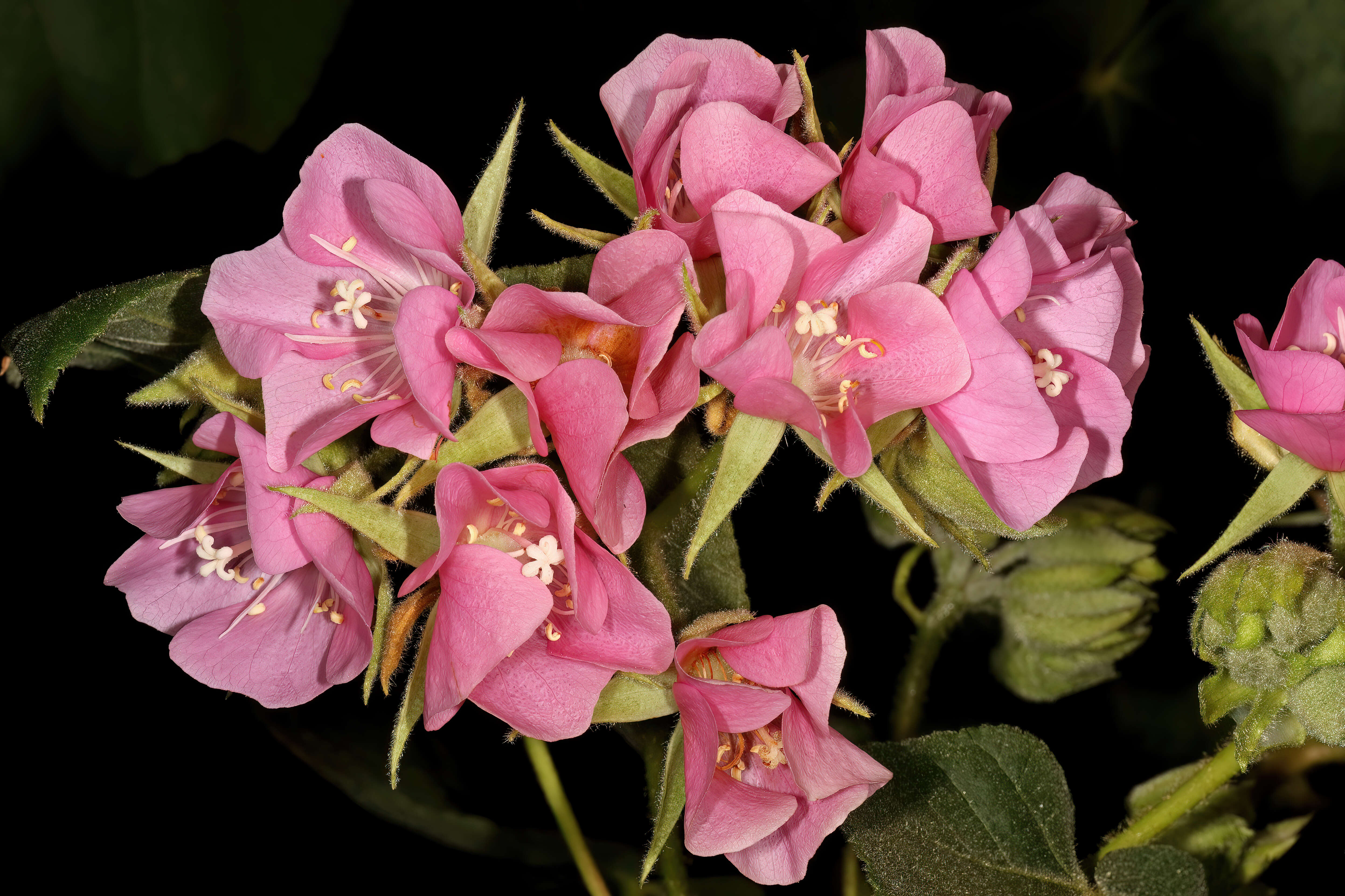 Image of Dombeya