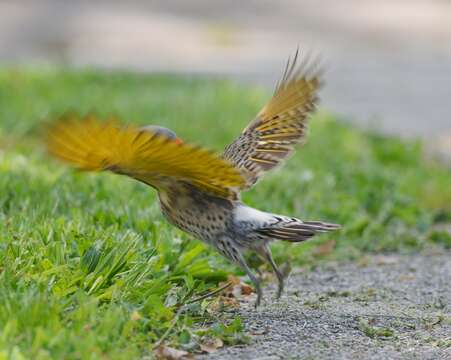 Image of Northern Flicker