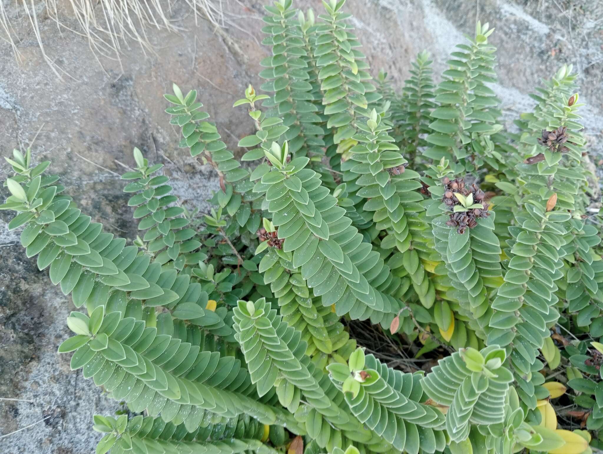 Sivun Veronica elliptica G. Forster kuva