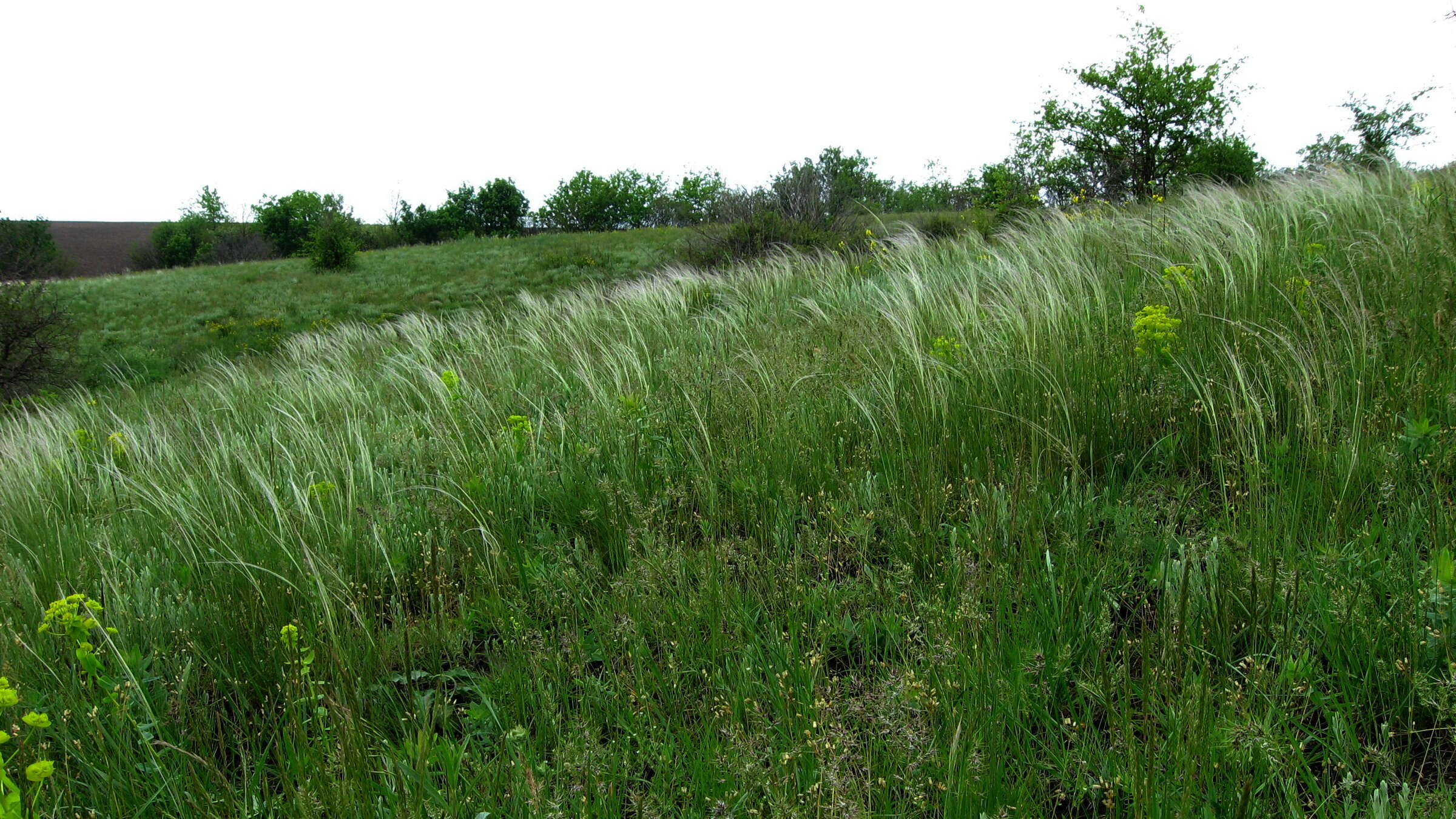 Plancia ëd Stipa lessingiana Trin. & Rupr.