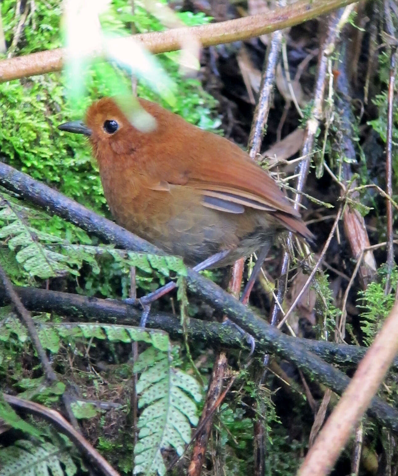 Image of Rufous Antpitta