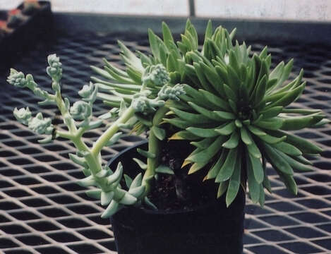 Image de Dudleya guadalupensis Moran