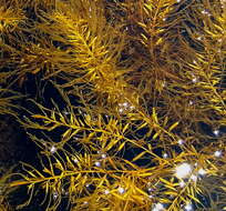 Слика од Sargassum horneri