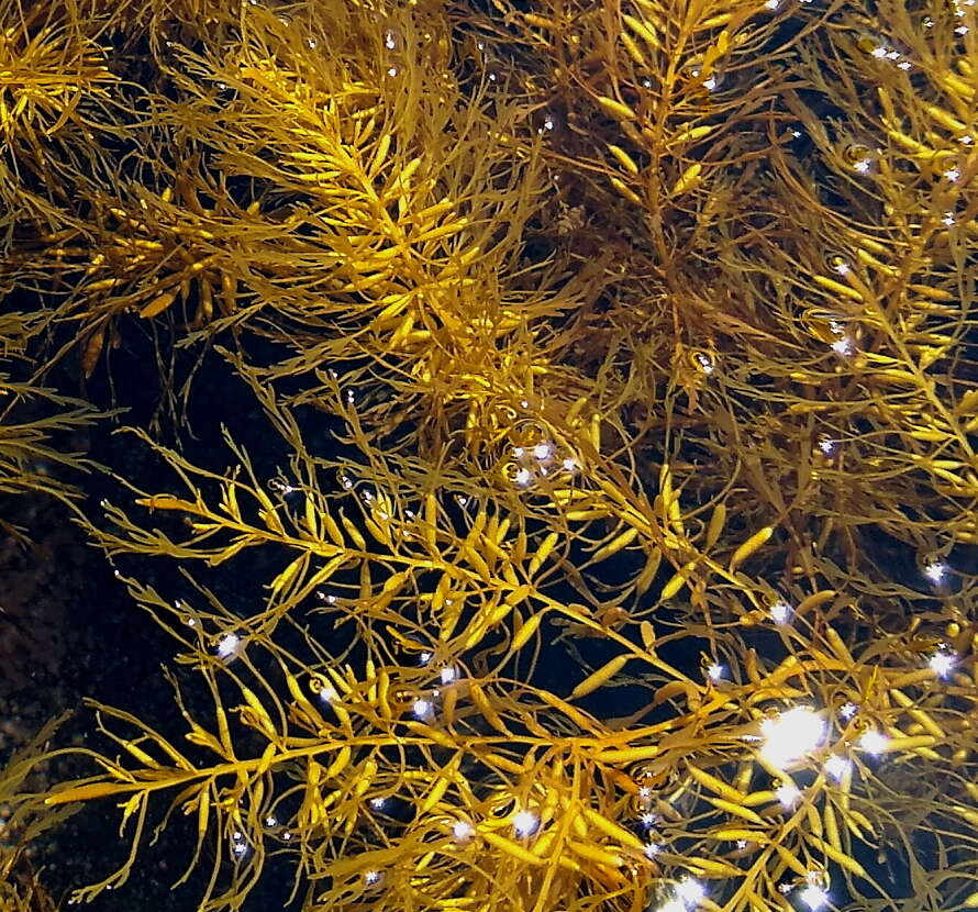 Слика од Sargassum horneri