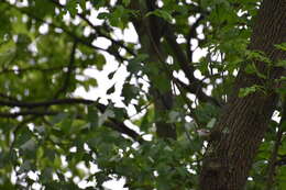 Image of Chestnut-sided Warbler