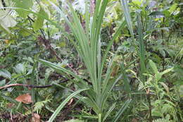 Image of Pandanus simplex Merr.