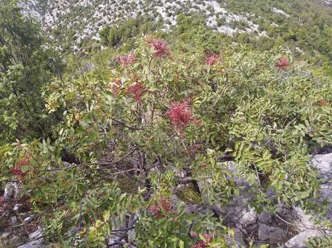 Image of Cyprus turpentine