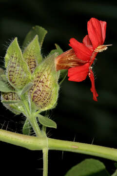 Image of Petalidium coccineum S. Moore