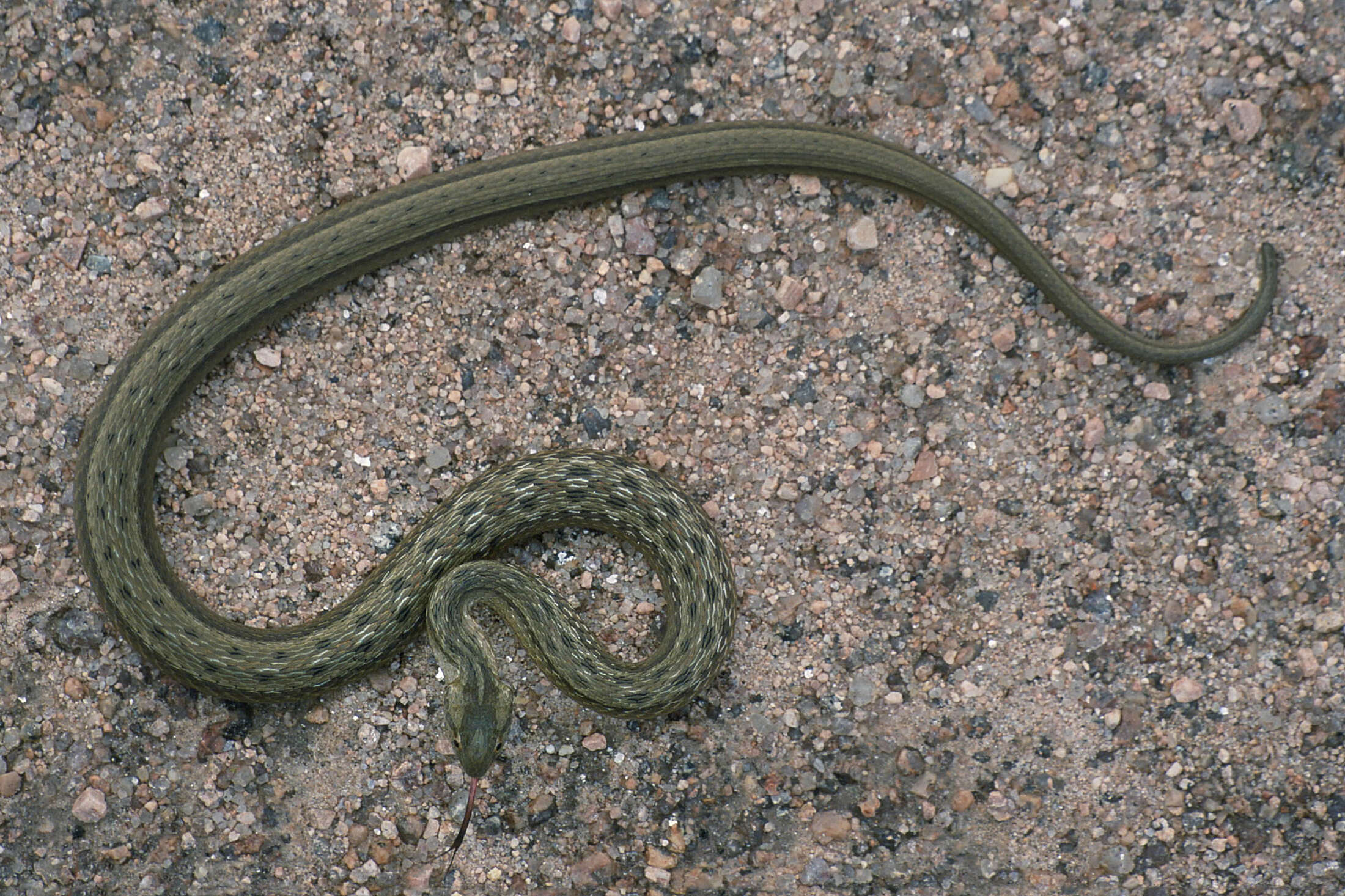 Thamnodynastes hypoconia (Cope 1860) resmi