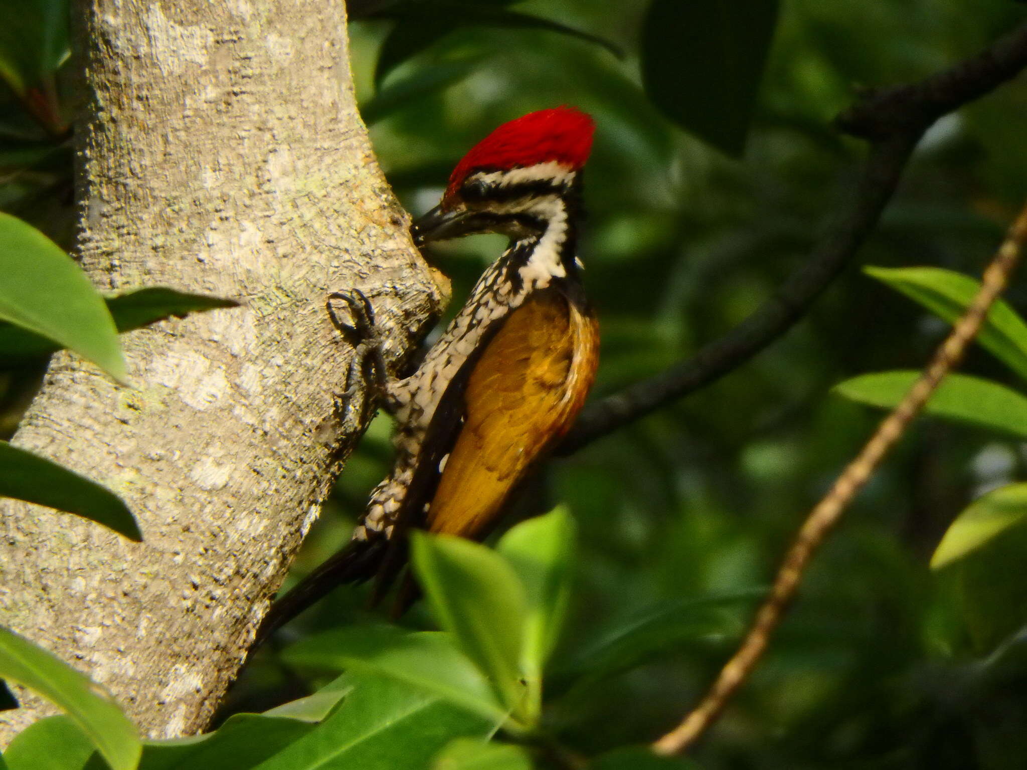 Image of Common Flameback