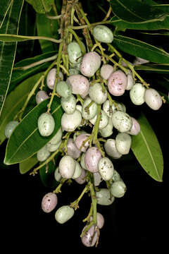 Image of Protorhus longifolia (Bernh.) Engl.