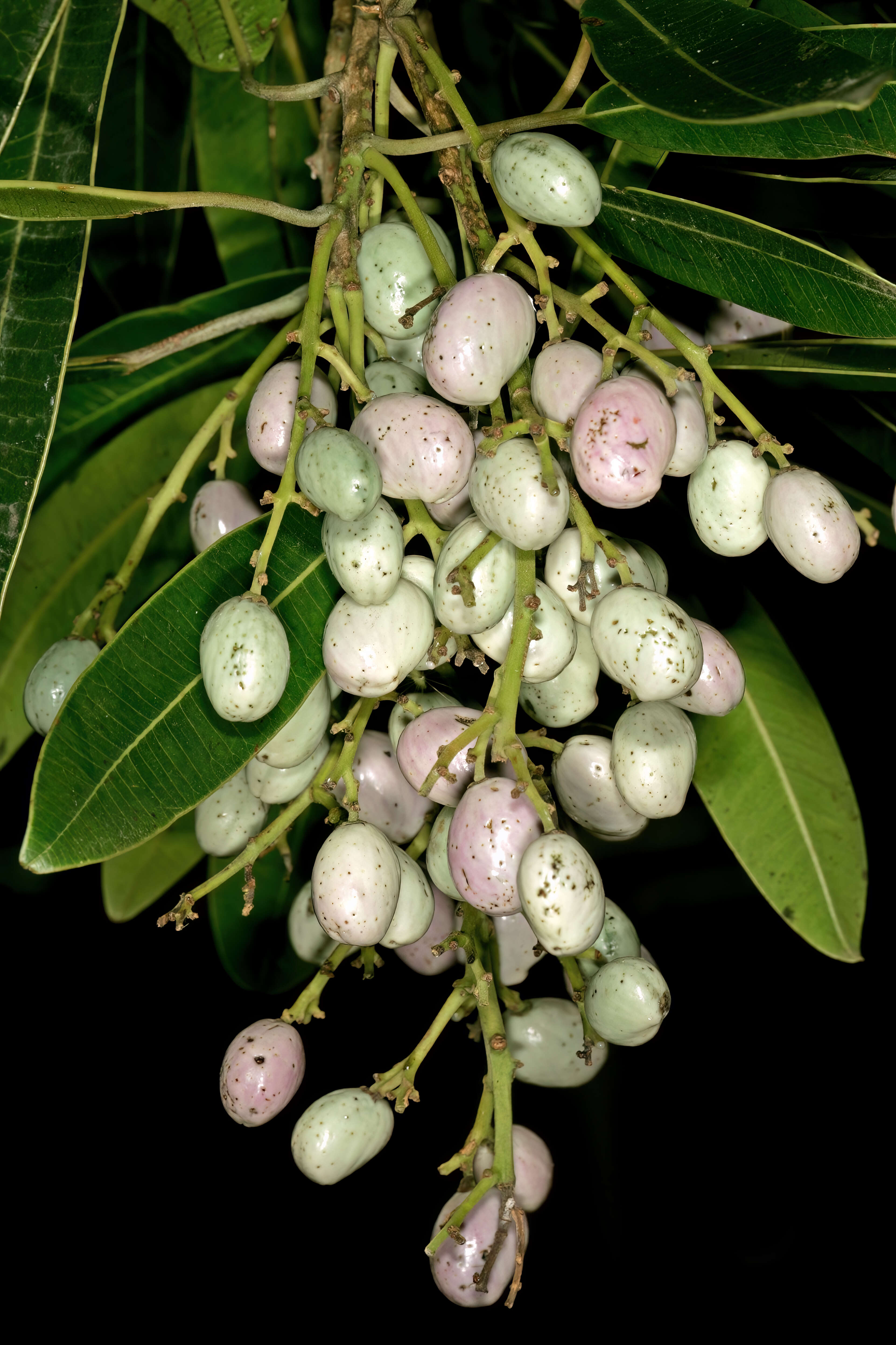 Image of Protorhus longifolia (Bernh.) Engl.