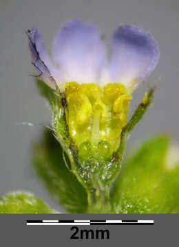 Image of Tufted Forget-Me-Not