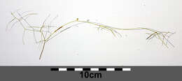 Image of Hairlike Pondweed