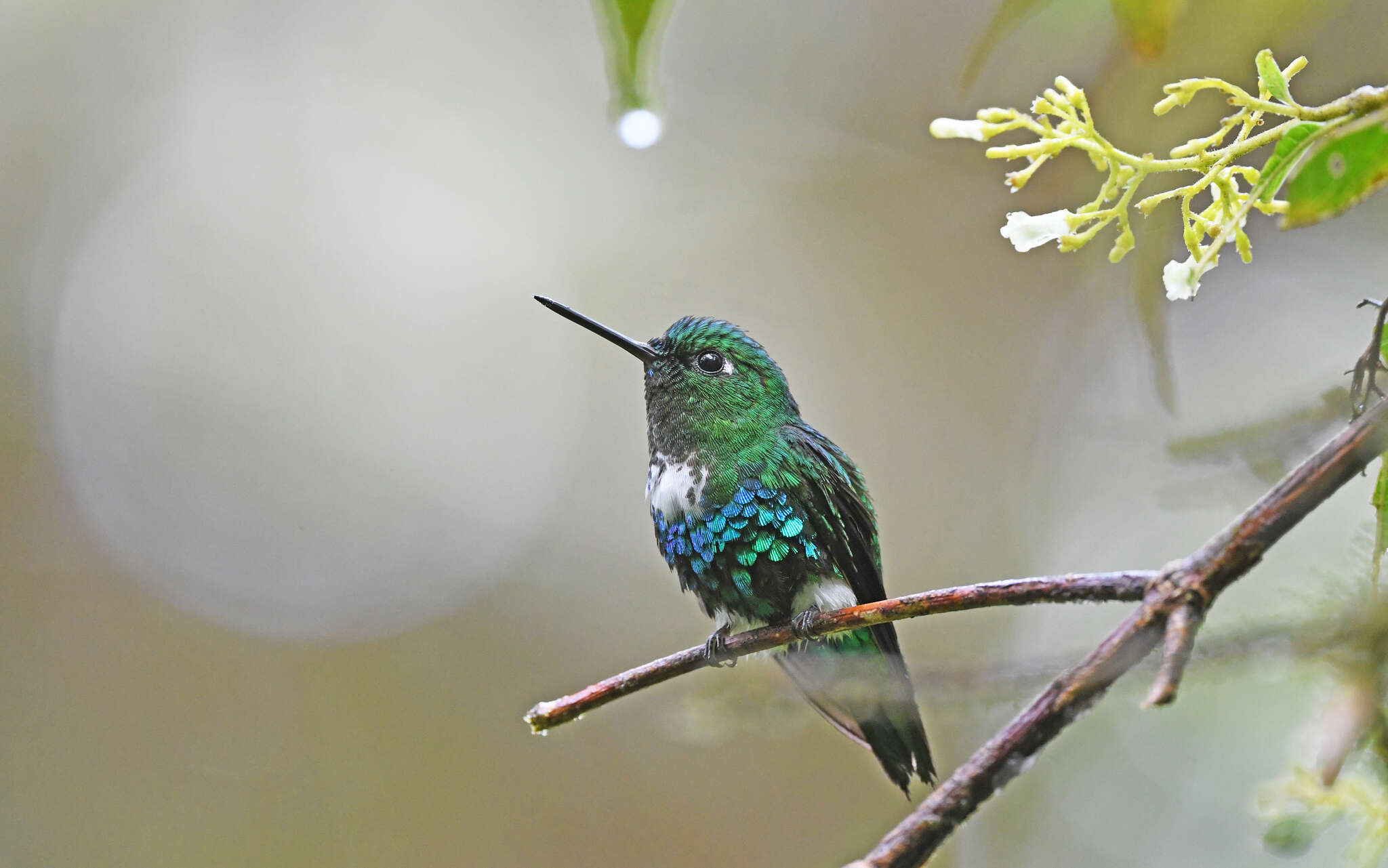 Image of Emerald-bellied Puffleg