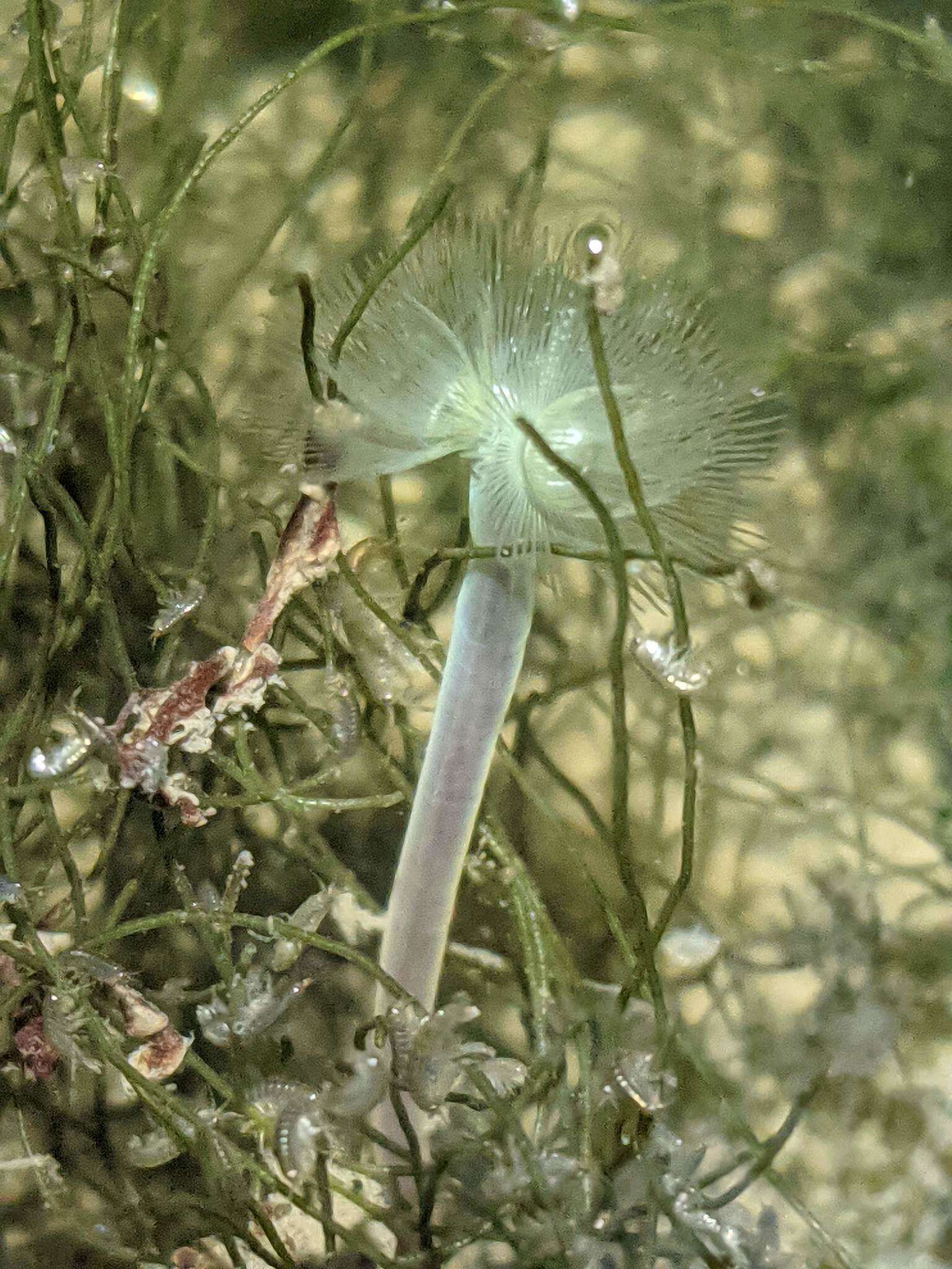 Image of large green phoronid