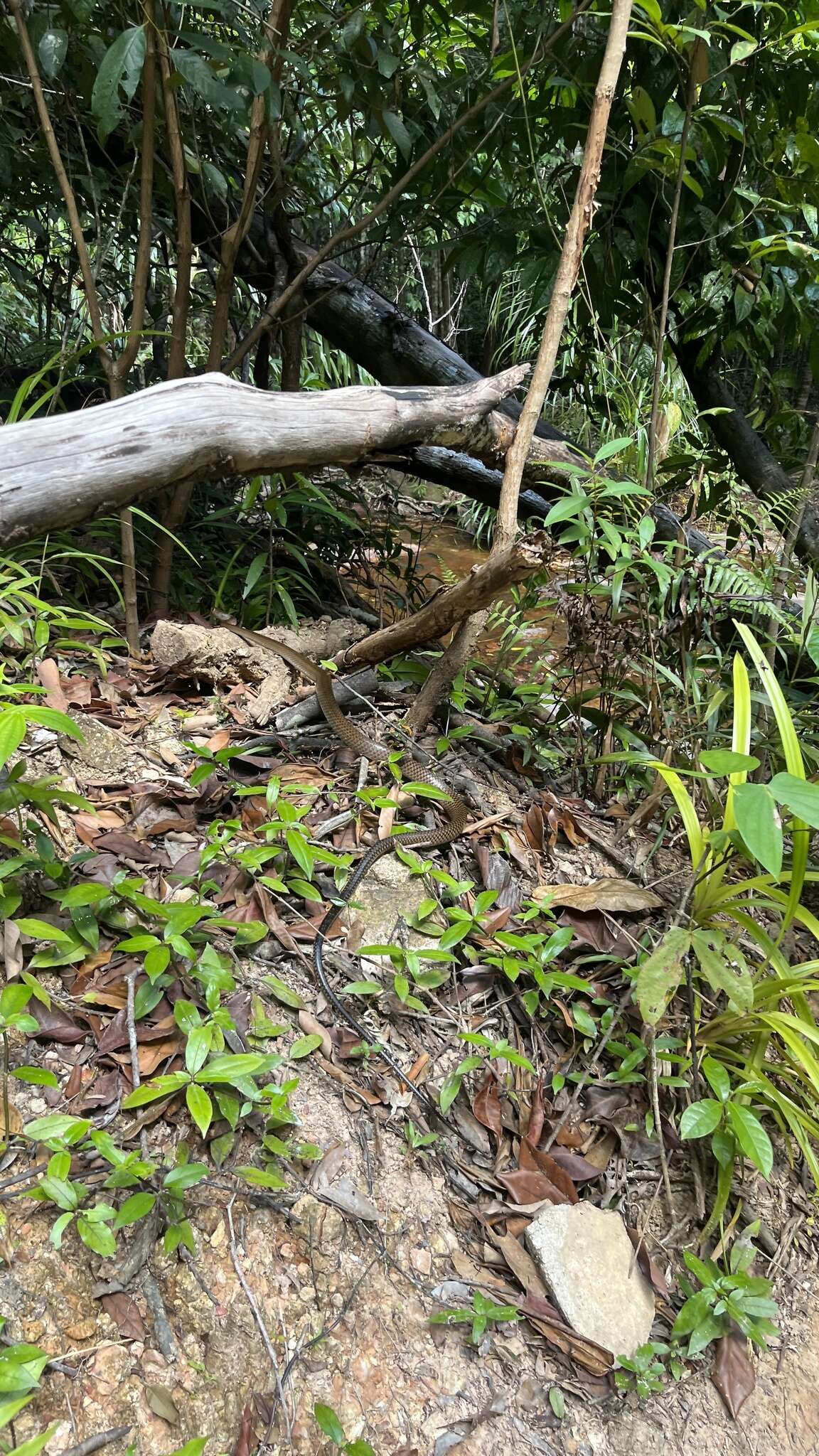 Image of Chinese Ratsnake