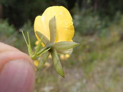 Слика од Gompholobium latifolium Sm.