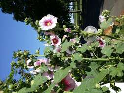 Image of hollyhock