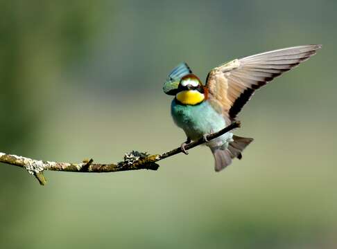 Image of bee-eater, european bee-eater