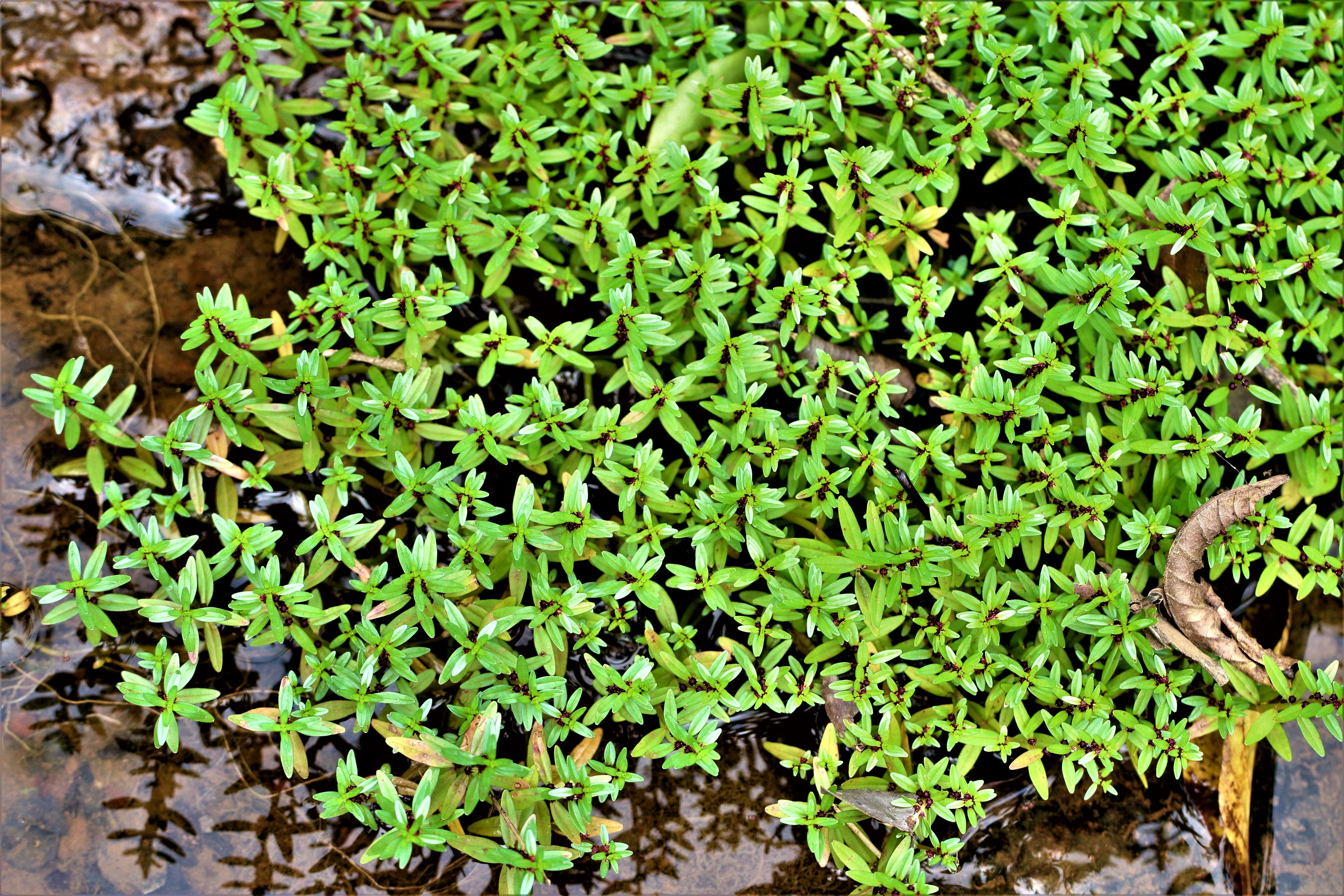 Image of Rotala malampuzhensis R. V. Nair ex C. D. K. Cook