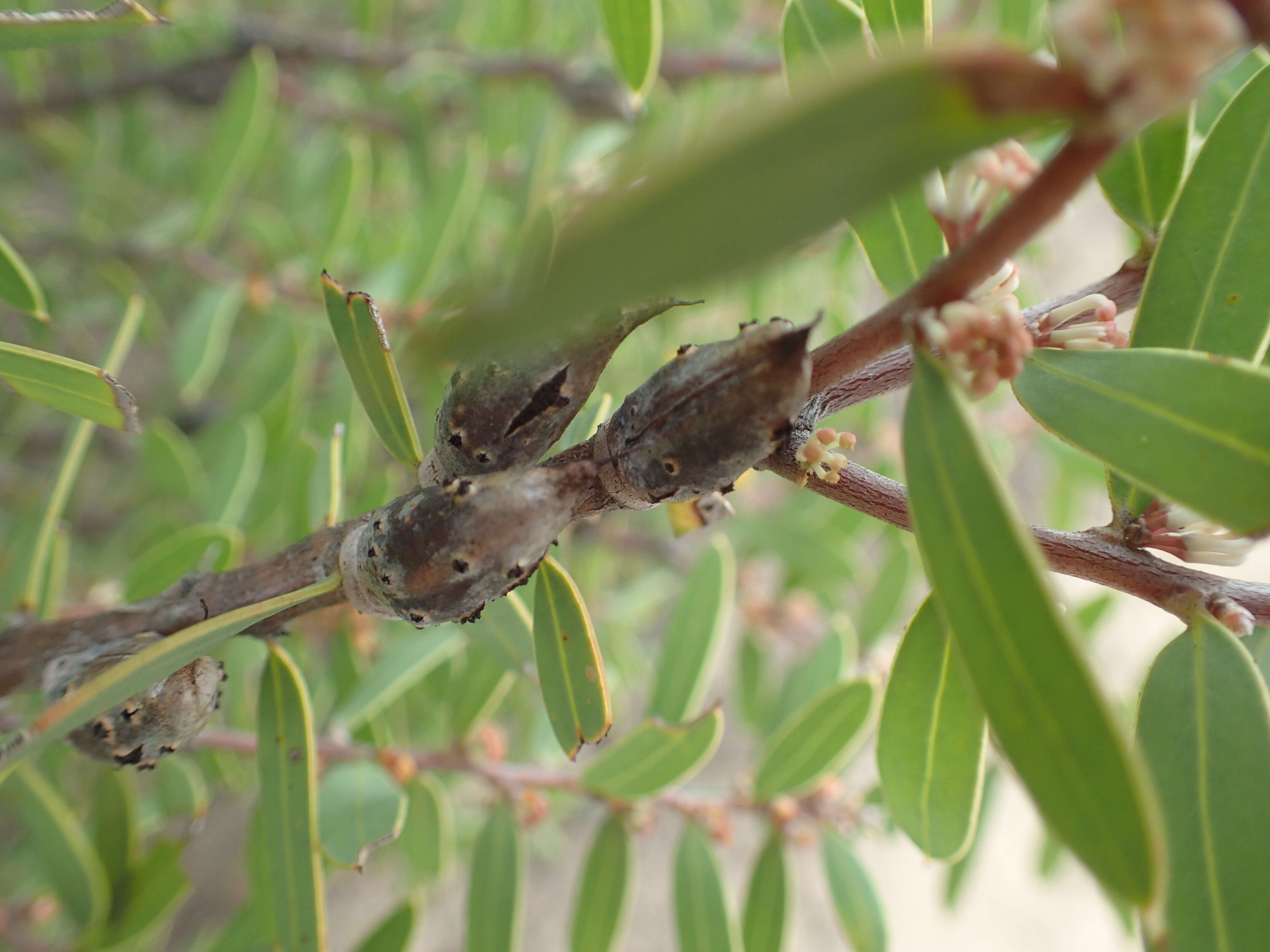 Image of Hakea marginata R. Br.