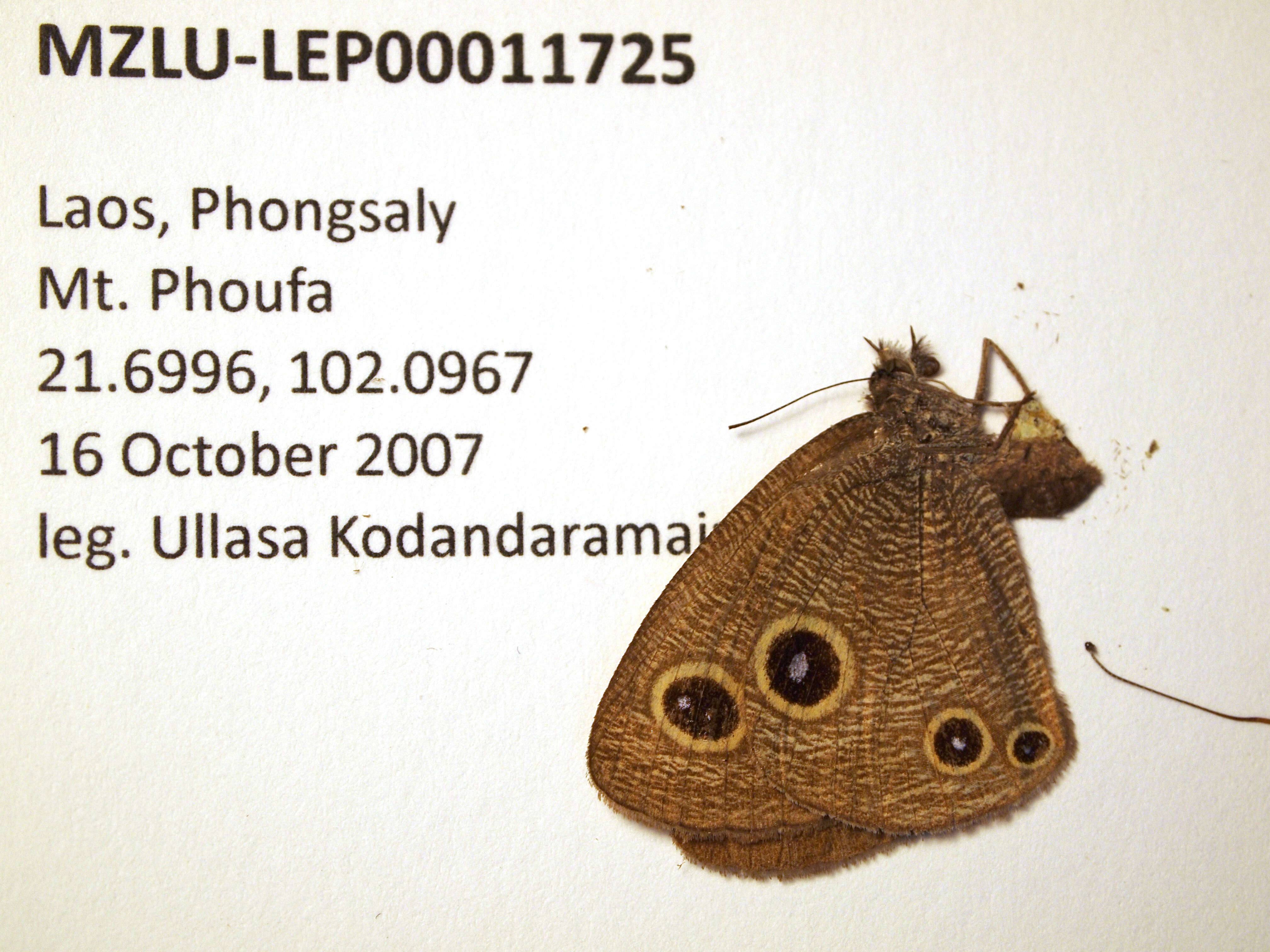 Image of Ypthima asterope Klug 1832