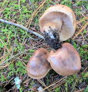 Image of Tricholoma fulvum (DC.) Bigeard & H. Guill. 1909