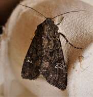 Image of Cabbage Moth