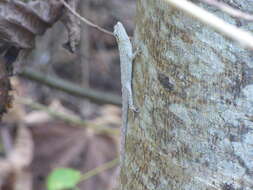 Image de Anolis sulcifrons Cope 1899