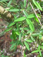 Image of Glycine cyrtoloba Tindale