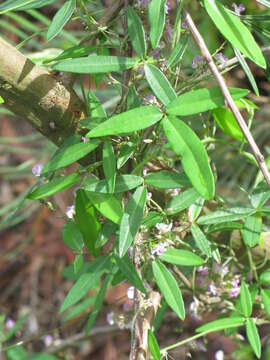 Image of Glycine cyrtoloba Tindale