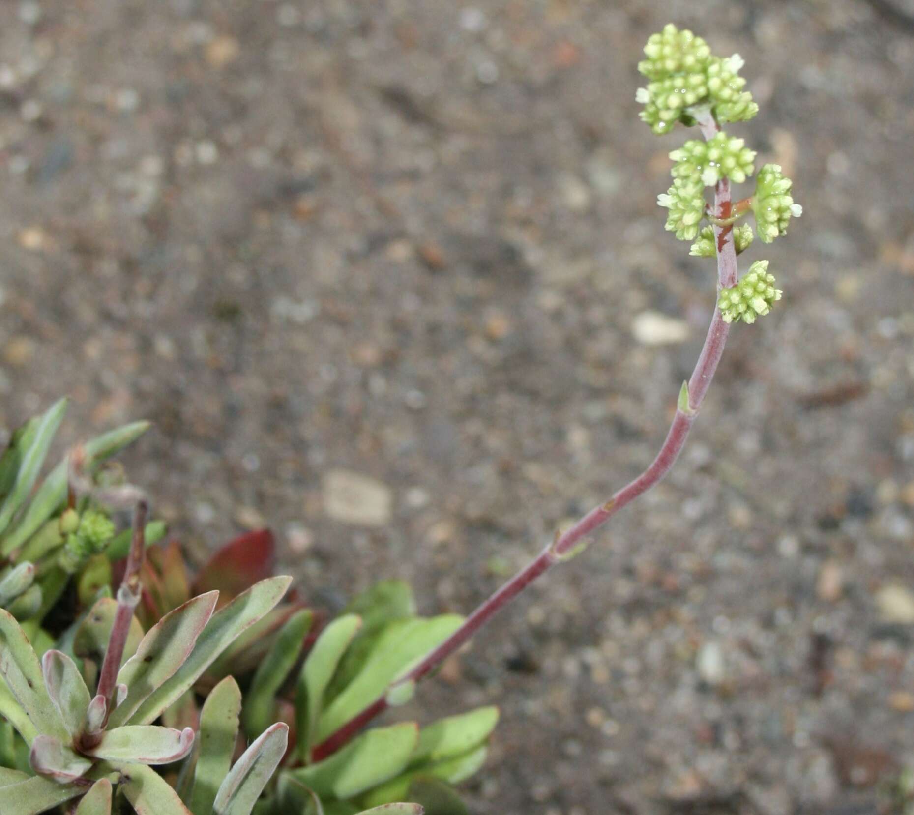 Image of Crassula pubescens Thunb.