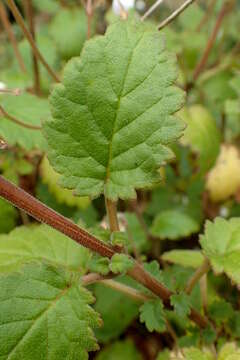 Image of New Zealand calceolaria