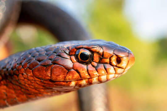 Image of Large Whip Snake