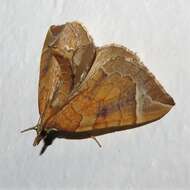 Image of Chevron Moth