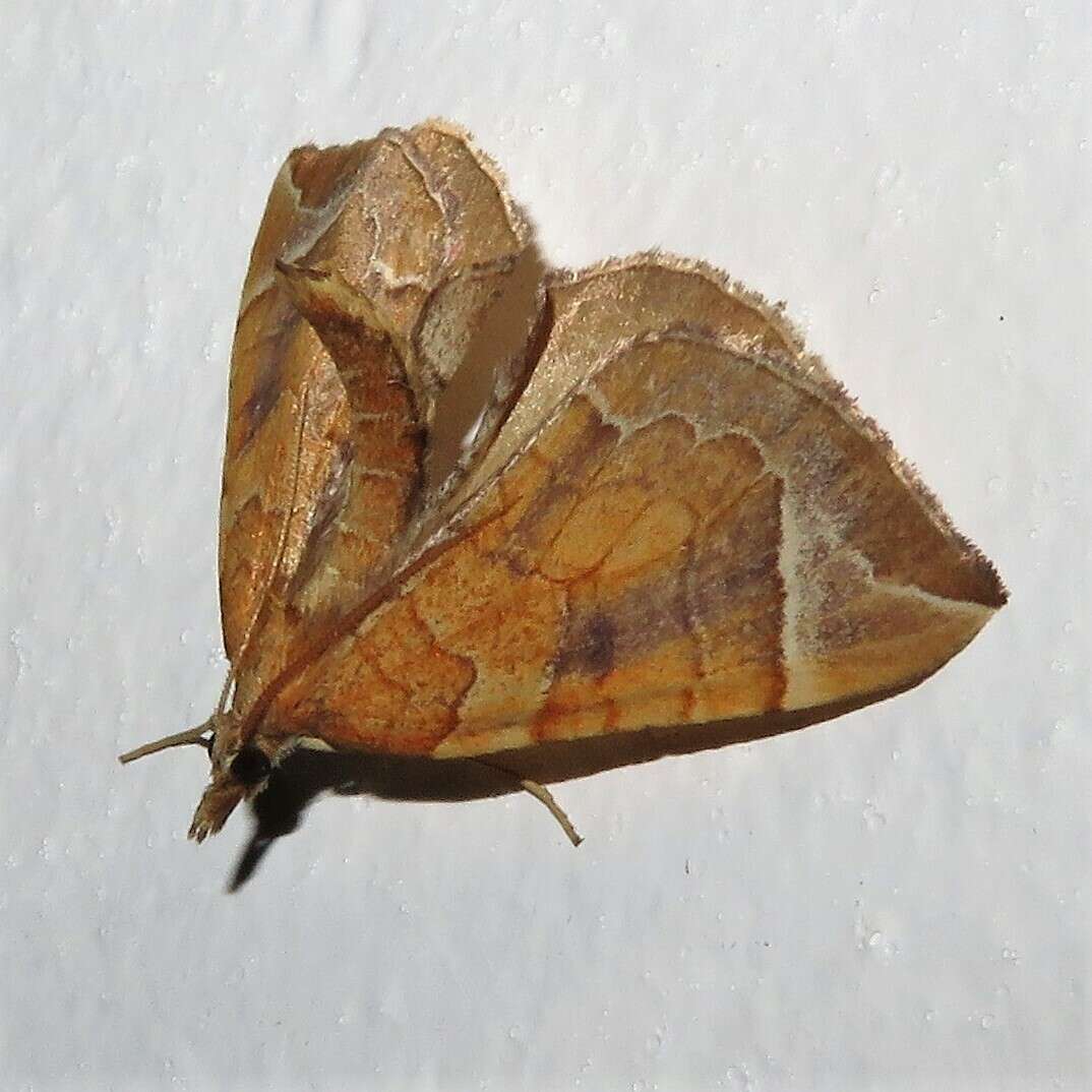 Image of Chevron Moth