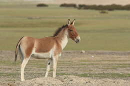 Image of Kiang