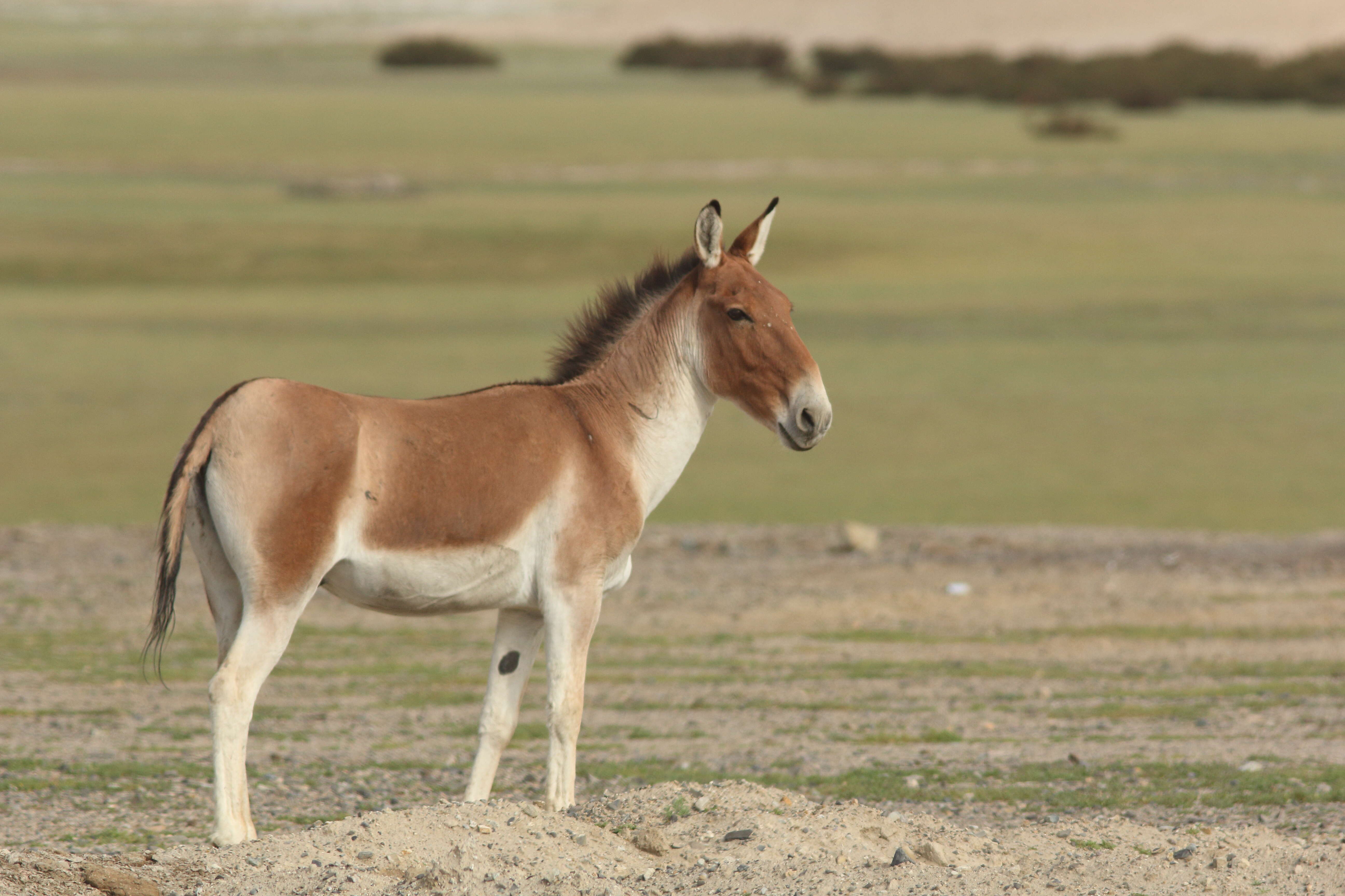 Image of Kiang