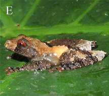 Image of Burmese camouflaged tree frog