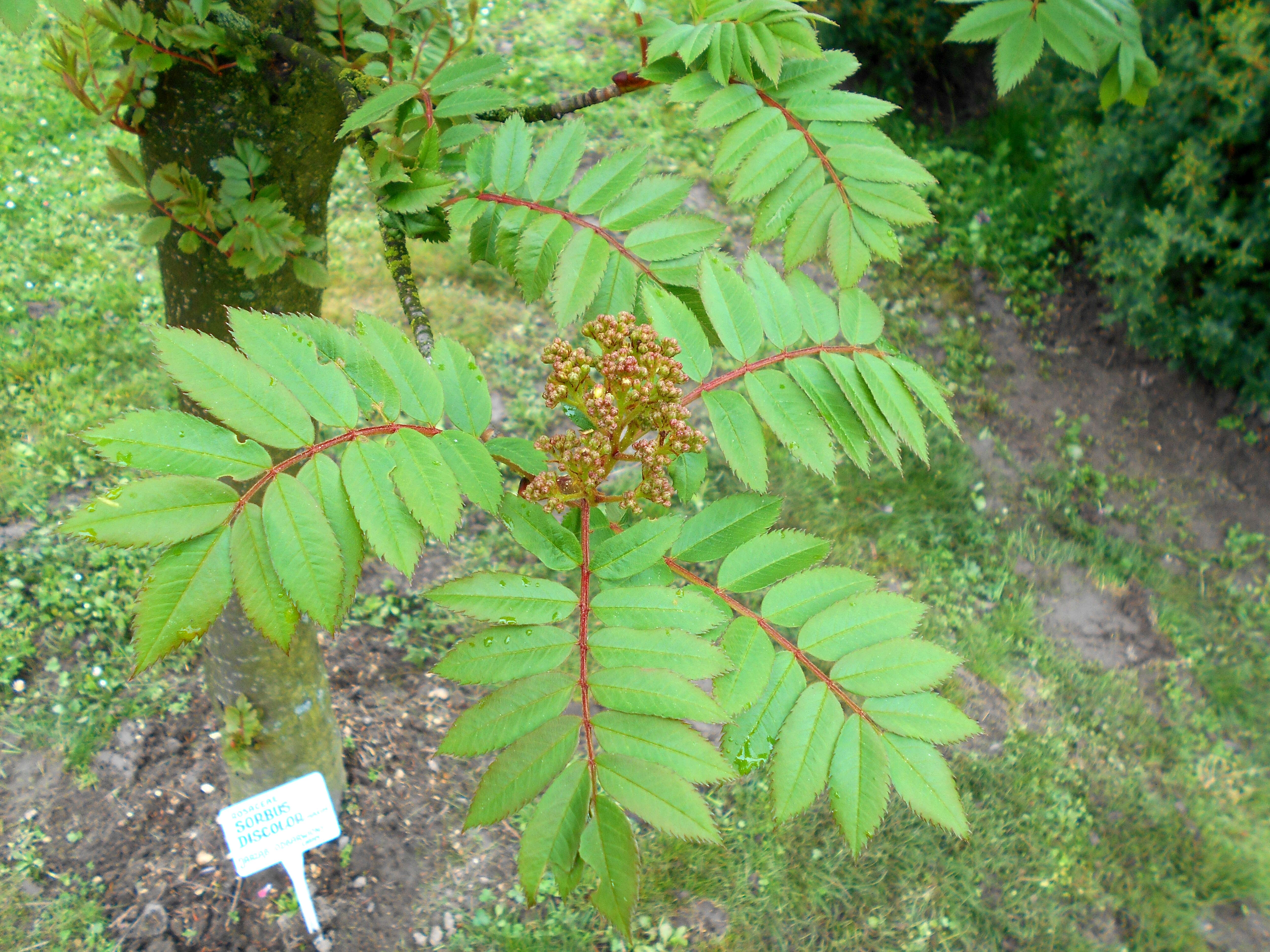 Imagem de Sorbus discolor (Maxim.) Maxim.