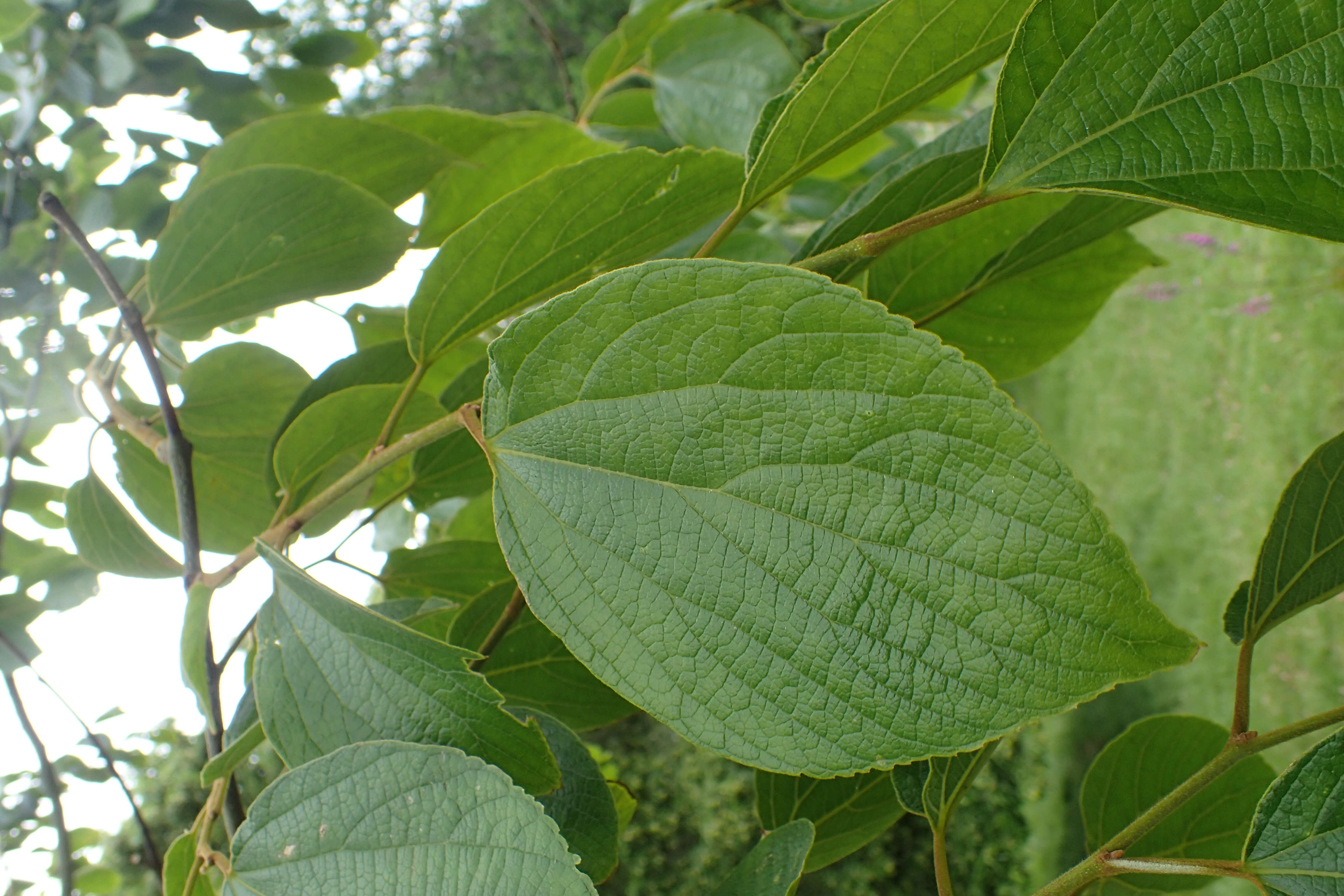 Image of Celtis julianae C. K. Schneid.