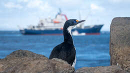 Image of Kerguelen Shag