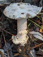 Image of Amanita protecta Tulloss & G. Wright 1989