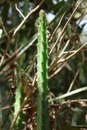 Image of Cereus kroenleinii N. P. Taylor
